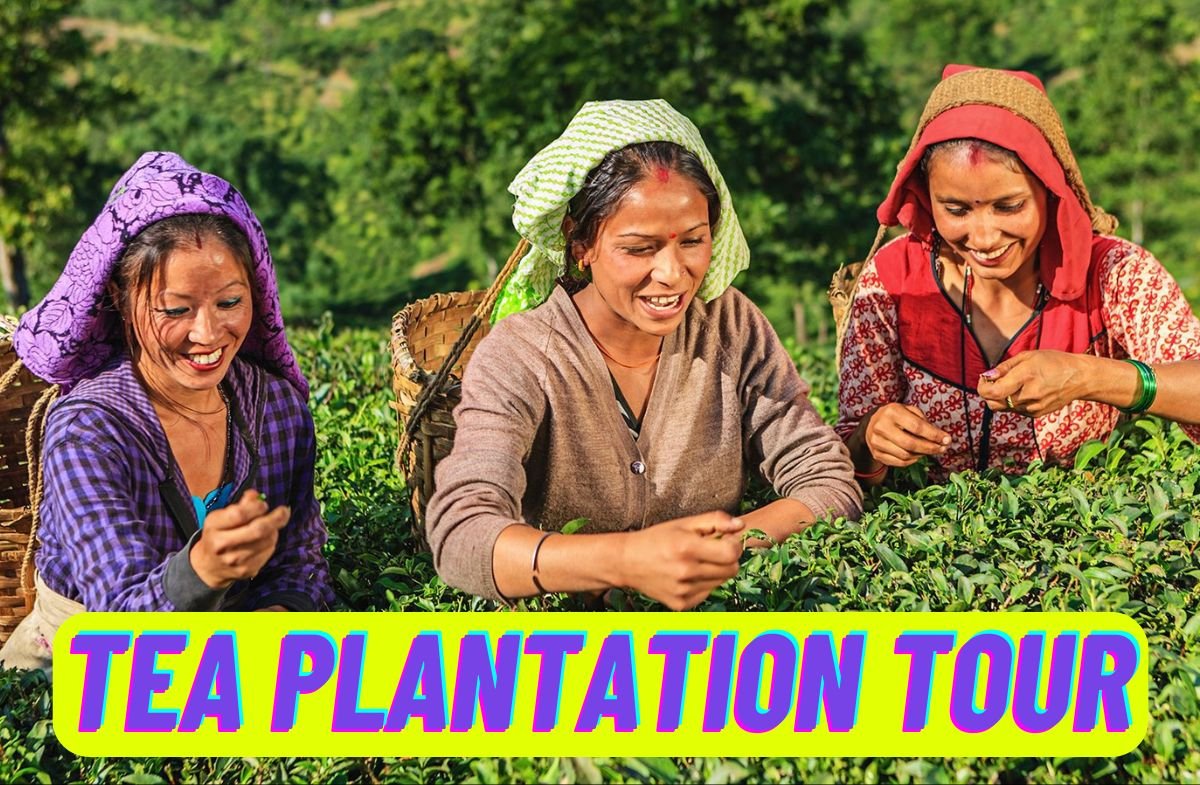 Travel Tea Plantation Tour