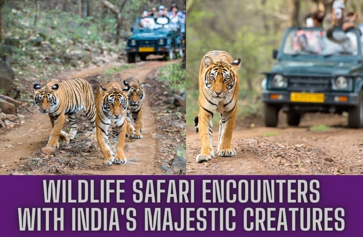 Travel Wildlife Safari
